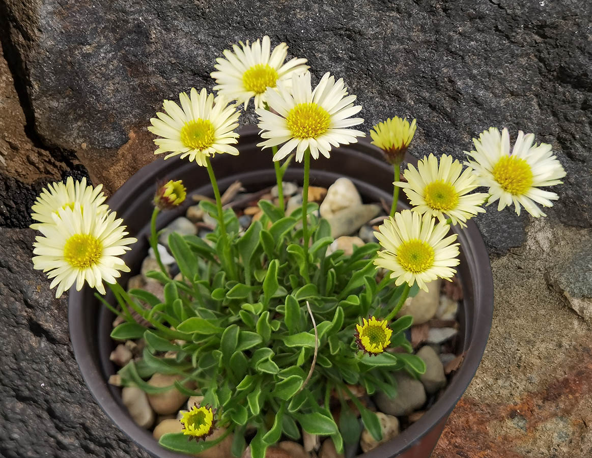Erigeron flettii var distler